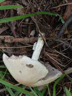 Псатирелла Кандолля