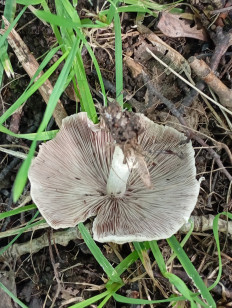 Псатирелла Кандолля