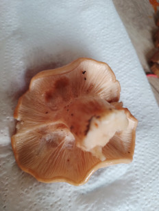 Гриб из Москва