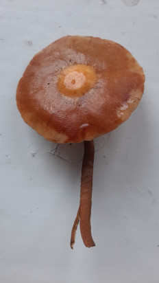 Гриб из Москва