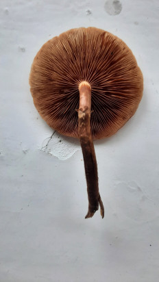 Гриб из Москва