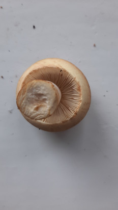 Гриб из Москва