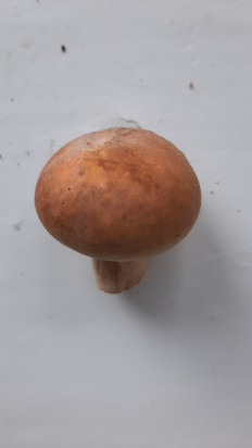 Гриб из Москва