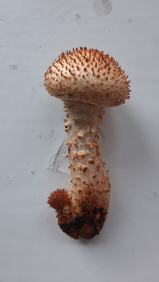 Гриб из Москва