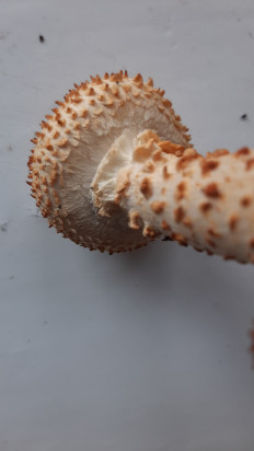 Гриб из Москва