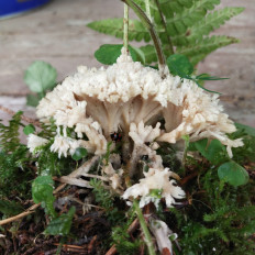 Гриб из Мытищи