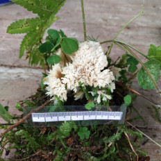 Гриб из Мытищи