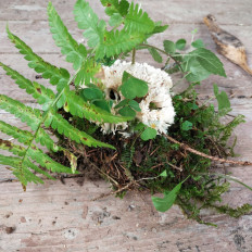 Гриб из Мытищи