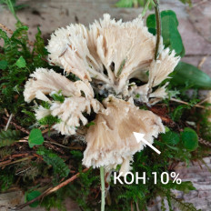 Гриб из Мытищи