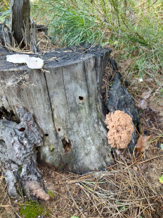 Клавикорона крыночковидная