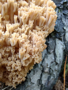 Клавикорона крыночковидная