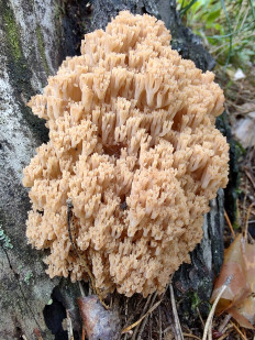 Клавикорона крыночковидная