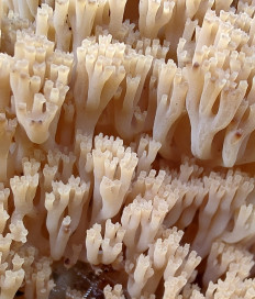 Клавикорона крыночковидная