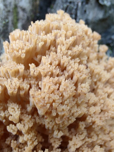 Клавикорона крыночковидная