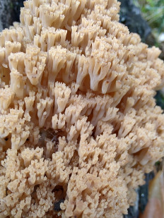 Клавикорона крыночковидная