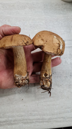 Жёлчный гриб