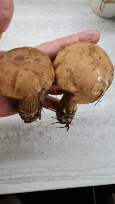 Жёлчный гриб