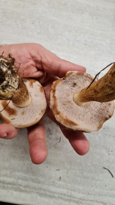 Жёлчный гриб