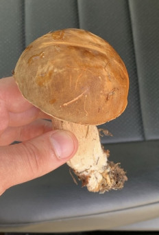 Гриб из Хабаровск