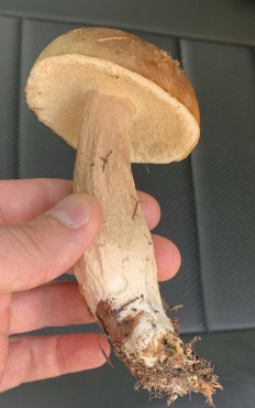 Гриб из Хабаровск