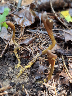 Гриб из Переславль-Залесский