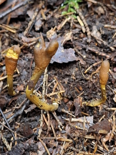 Гриб из Переславль-Залесский