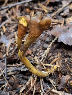 Гриб из Переславль-Залесский