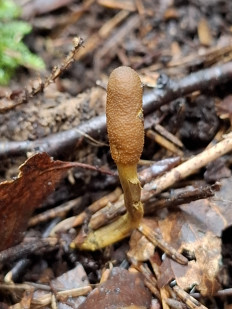 Гриб из Переславль-Залесский