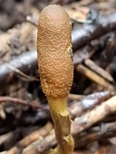 Гриб из Переславль-Залесский