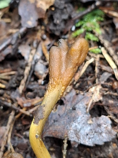 Гриб из Переславль-Залесский