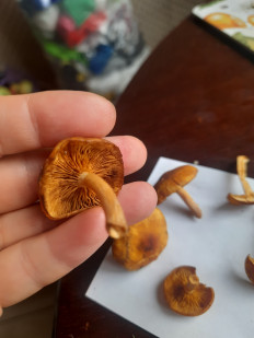 Гриб из Москва