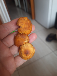 Гриб из Москва