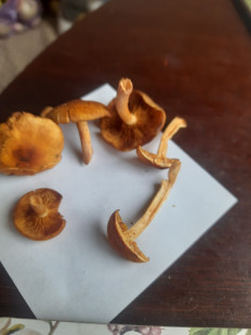 Гриб из Москва