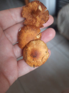 Гриб из Москва