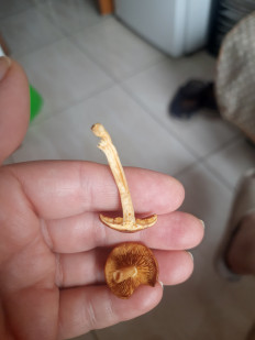 Гриб из Москва