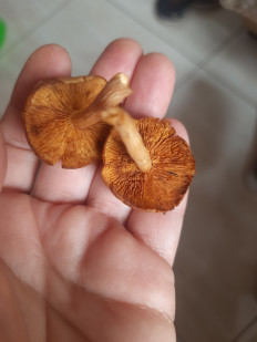 Гриб из Москва