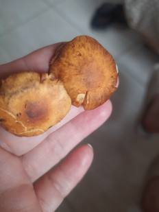 Гриб из Москва