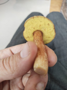 Гриб из москва