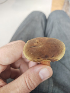 Гриб из москва