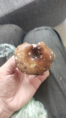 Гриб из москва