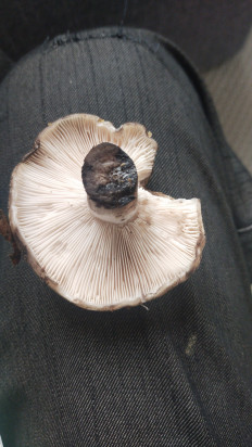 Гриб из москва