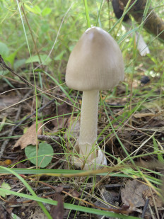 Гриб из Москва