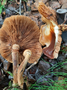 Гриб из Кировск, Мурманская обл