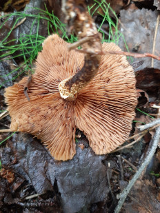 Гриб из Кировск, Мурманская обл