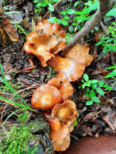 Гриб из Кировск, Мурманская обл