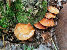 Гриб из Кировск, Мурманская обл