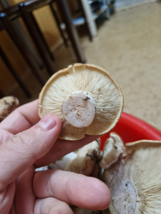 Гриб из Благовещенск