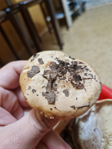 Гриб из Благовещенск