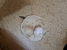 Гриб из Благовещенск