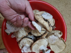 Гриб из Благовещенск